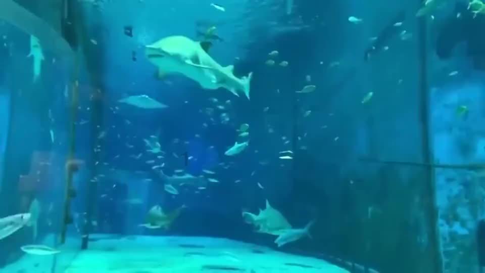 上班族自制减肥餐，怎么省钱又不缺营养？游戏画面